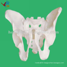 NEW! Fully Flexible Female Teaching Pelvis Model